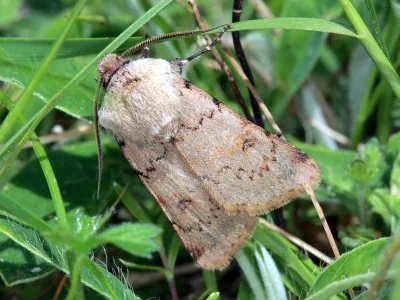 Agrotis (Agrotis) cinerea
