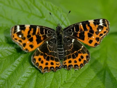 Araschnia levana