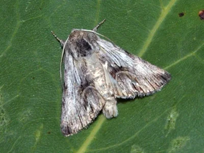 Calophasia platyptera