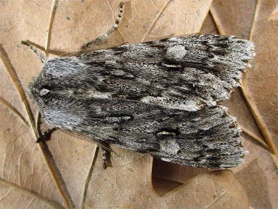 Brachionycha nubeculosa