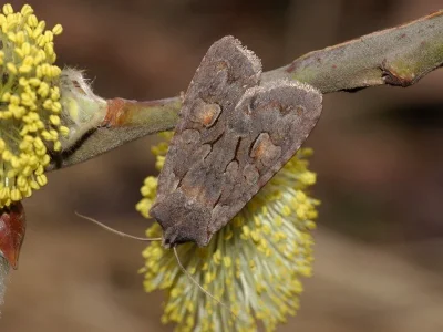 Lithophane (Lithophane) furcifera