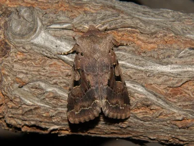 Orthosia (Semiophora) gothica