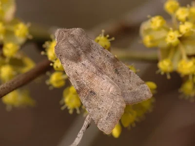 Orthosia (Orthosia) incerta