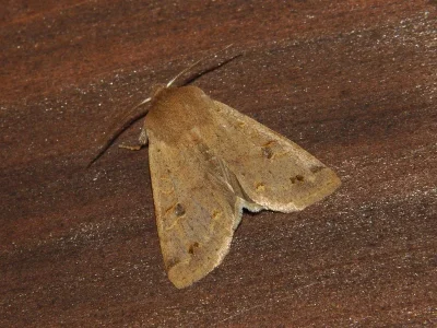 Anorthoa munda