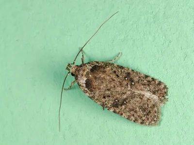 Agonopterix heracliana