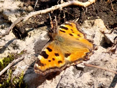 Nymphalis (Nymphalis) polychloros
