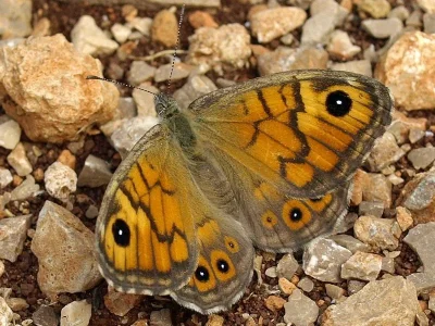 Lasiommata megera