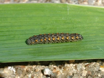 Nyctobrya (Bryopsis) muralis