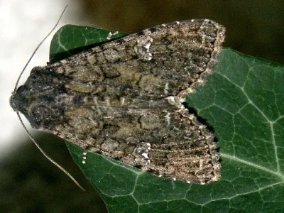 Mamestra brassicae