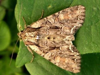 Lacanobia (Dianobia) thalassina