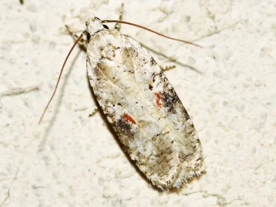Agonopterix alstromeriana