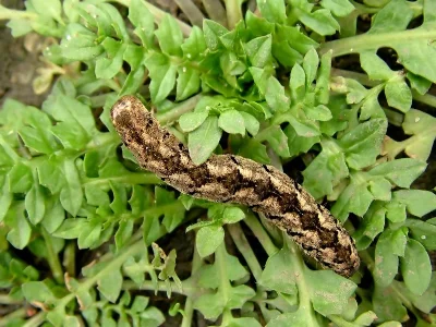 Polia (Polia) nebulosa