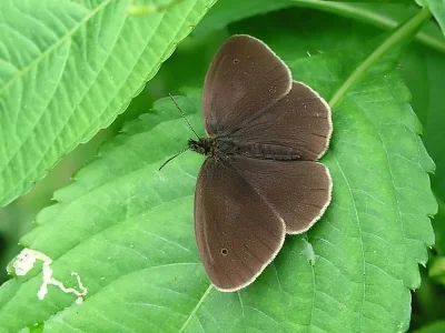 Aphantopus hyperantus