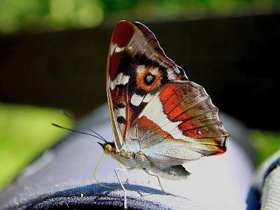 Apatura iris