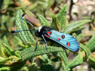 Zygaena (Zygaena) lavandulae
