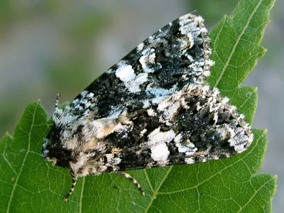 Hadena (Hadena) confusa