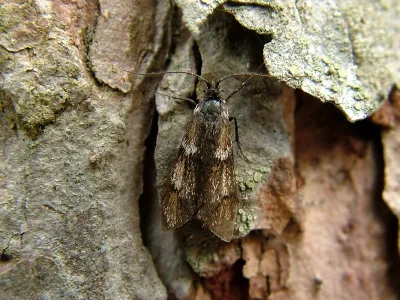 Dasystoma salicella