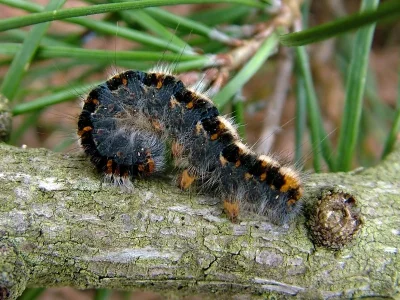 Lasiocampa (Lasiocampa) quercus
