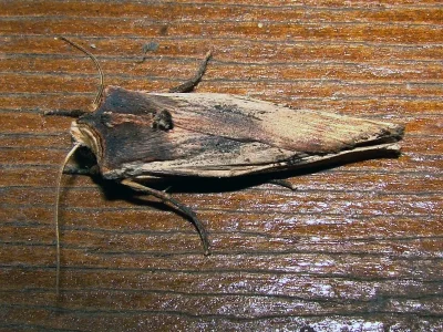 Xylena (Xylena) exsoleta