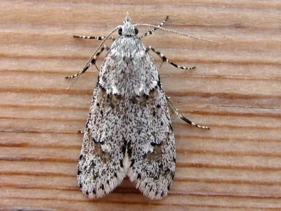 Diurnea fagella