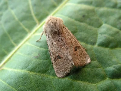 Orthosia (Monima) cruda