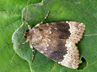 Amphipyra (Amphipyra) perflua