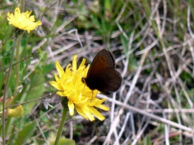 Erebia epiphron