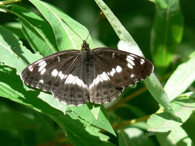 Limenitis camilla