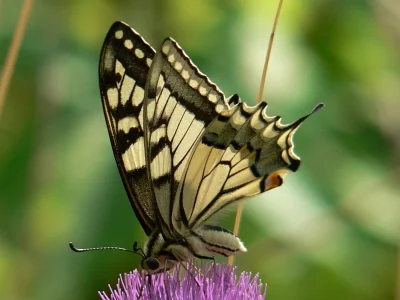 Papilio (Papilio) machaon