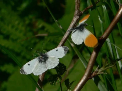 Anthocharis (Anthocharis) cardamines