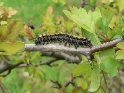 Eriogaster (E.) catax