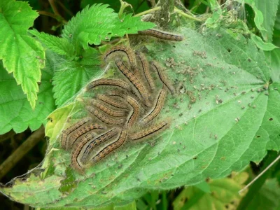 Malacosoma (Clisiocampa) castrensis