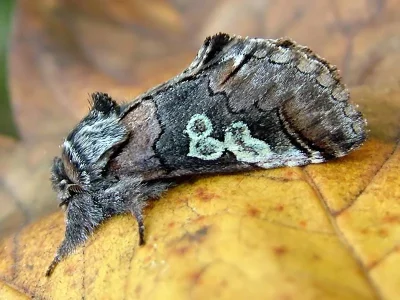 Diloba caeruleocephala
