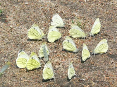 Pieris (Artogeia) napi