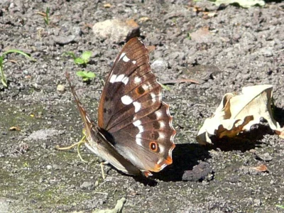 Apatura ilia