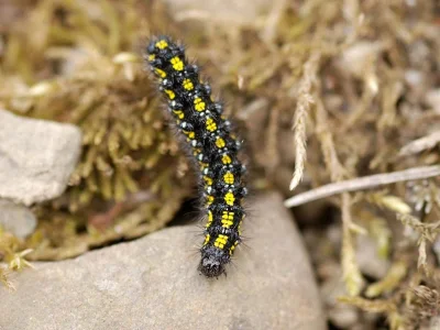 Callimorpha dominula