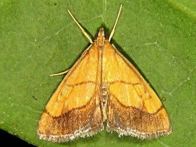 Evergestis limbata