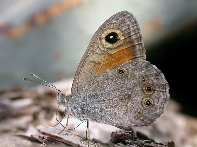 Lasiommata maera