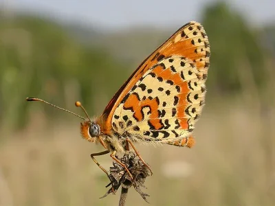 Melitaea didyma