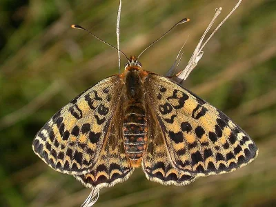 Melitaea didyma