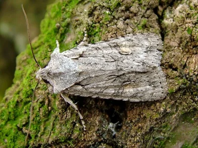 Lithophane (Lithophane) ornitopus