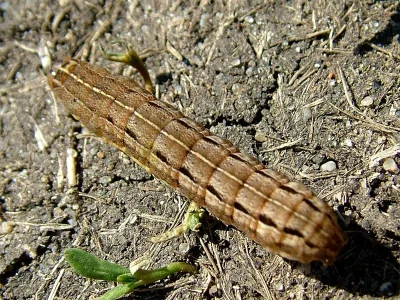 Xestia (X.) xanthographa