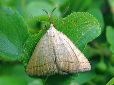Polypogon tentacularia