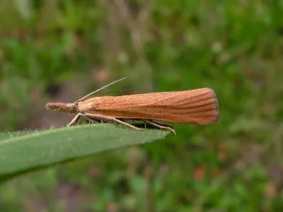Pediasia luteella