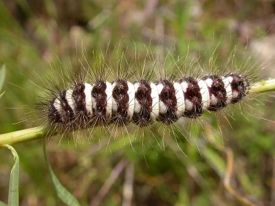 Acronicta (Simyra) dentinosa