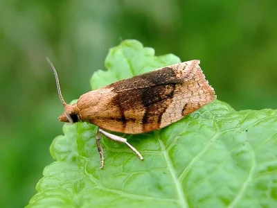 Pandemis cerasana