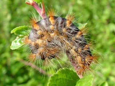 Acronicta (Viminia) auricoma