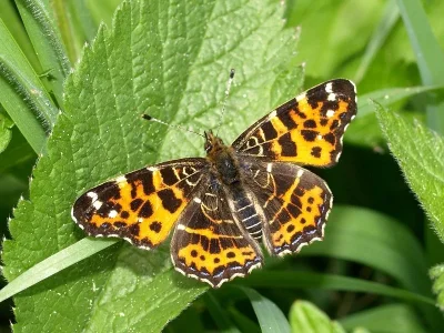 Araschnia levana