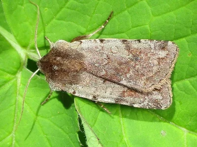 Cerastis (Cerastis) rubricosa