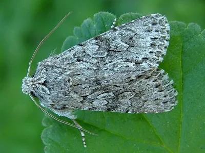 Xylocampa areola